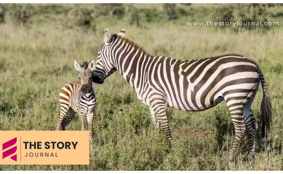 AI-Generated Zebra Twins? Twitter Video Leaves Experts Skeptical